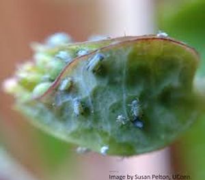 uploads/images/pest/chrysanthemum aphids.jpg